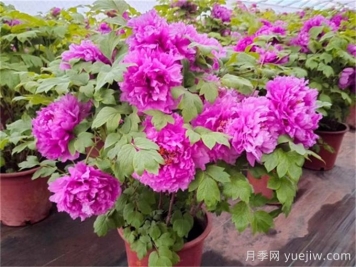 10種花敢與牡丹花同名，看看你認(rèn)識幾種？