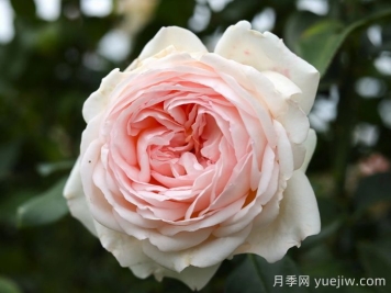 香檳美酒月季，超高顏值勤花芳香
