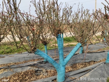 冬季為什么不建議園林施工？有哪些品種可以種植？