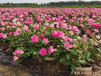 如何實現(xiàn)園林綠化養(yǎng)護行業(yè)降本增效？