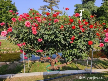 什么是古樹名木？