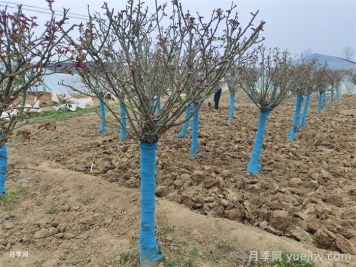 園林植物整形修剪的時(shí)期、實(shí)操步驟和技法運(yùn)用