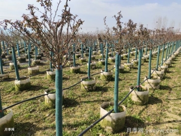 冬天月季發(fā)芽了怎么辦？
