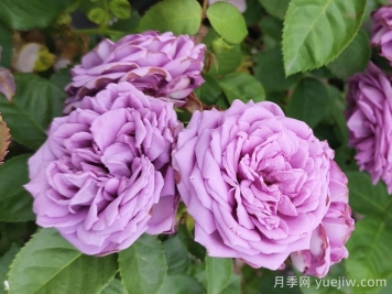 春天如何選購好花卉？選購春季花卉技巧有哪些？