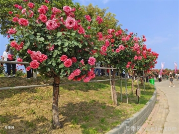 苗木栽植過深的原因、影響及解決思路