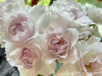 月季推薦，莎菲天使月季