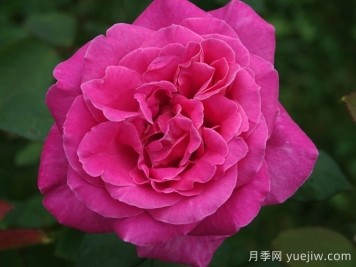月季推薦，淑女月季