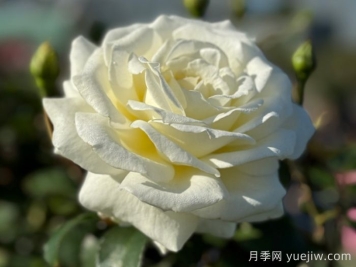 月季推薦，銀婚慶典月季