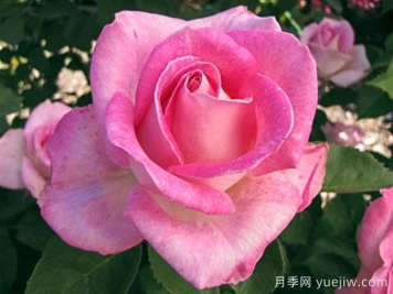 月季推薦，粉色慶典月季