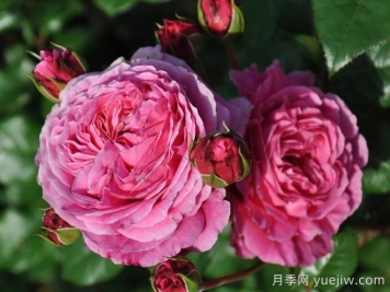 日本河本純子培育有哪些月季品種？
