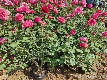 如何提高鹽堿地綠化種植成活率？