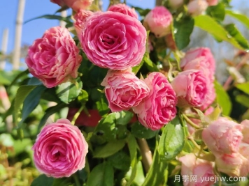 花友決定淘汰4個(gè)月季品種，養(yǎng)花路上你放棄什么？