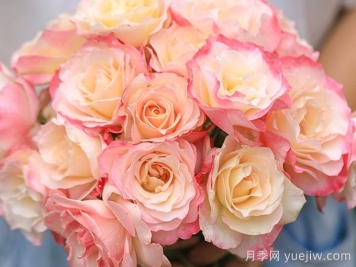 月季推薦，六翼天使月季