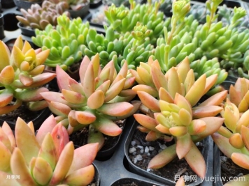 如何才能養(yǎng)好多肉植物？