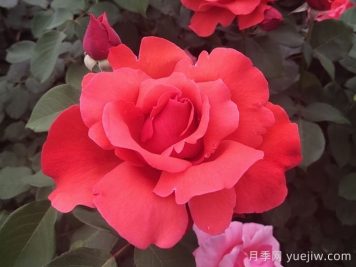 中國十大名花有哪些？