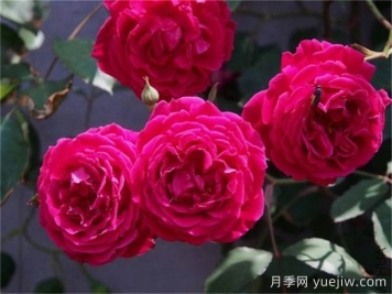古老月季推薦，軟香紅月季