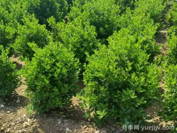常綠灌木冬季安全過冬的養(yǎng)護(hù)技巧有哪些？