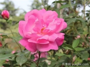 月季推薦，月月粉月季