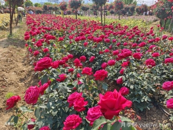 園林綠化工程為什么在春季種植月季？