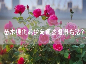 苗木綠化養(yǎng)護(hù)有哪些灌溉方法？