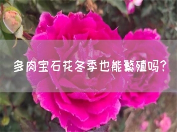 多肉寶石花冬季也能繁殖嗎？