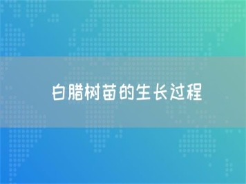 白臘樹(shù)苗的生長(zhǎng)過(guò)程