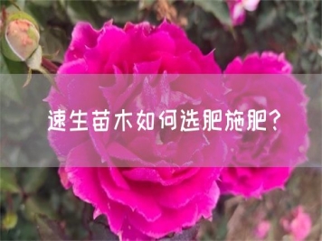 速生苗木如何選肥施肥？