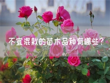 不宜混栽的苗木品種有哪些？