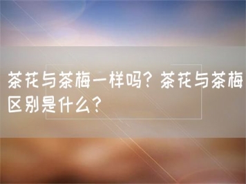 茶花與茶梅一樣嗎？茶花與茶梅區(qū)別是什么？