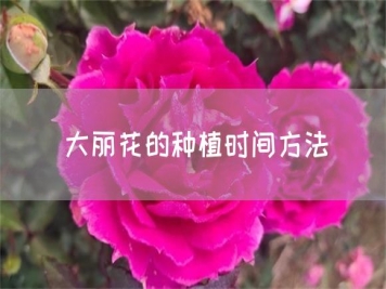 大麗花的種植時間方法