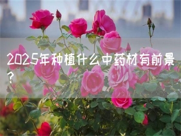 2025年種植什么中藥材有前景？