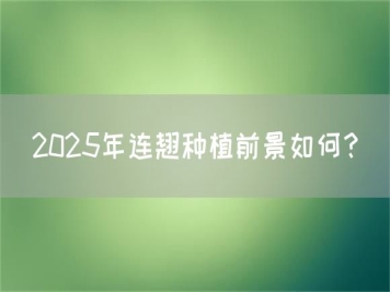 2025年連翹種植前景如何？