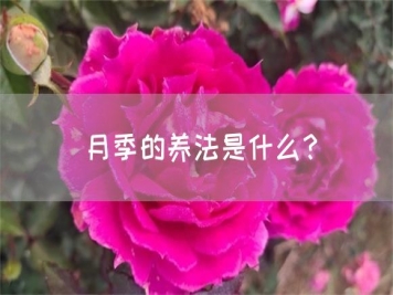 月季的養(yǎng)法是什么？