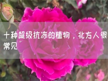 十種超級(jí)抗凍的植物，北方人很常見