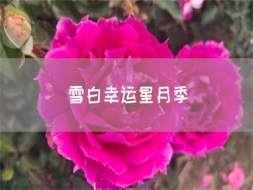 雪白幸運(yùn)星月季