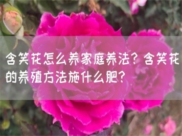 含笑花怎么養(yǎng)家庭養(yǎng)法？含笑花的養(yǎng)殖方法施什么肥？