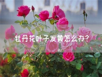 牡丹花葉子發(fā)黃怎么辦？