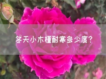 冬天小木槿耐寒多少度？