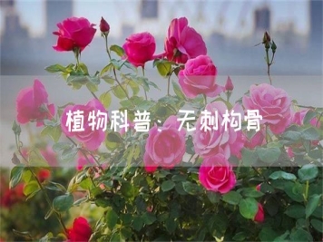 植物科普：無(wú)刺構(gòu)骨
