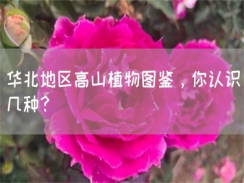 華北地區(qū)高山植物圖鑒，你認(rèn)識(shí)幾種？