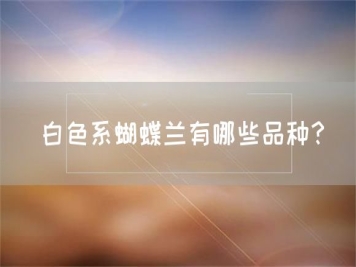 白色系蝴蝶蘭有哪些品種？