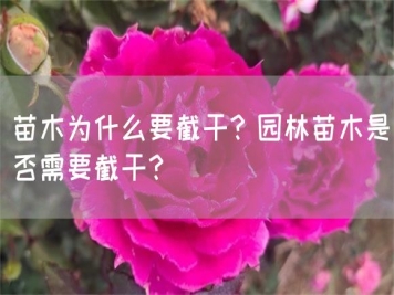 苗木為什么要截干？園林苗木是否需要截干？