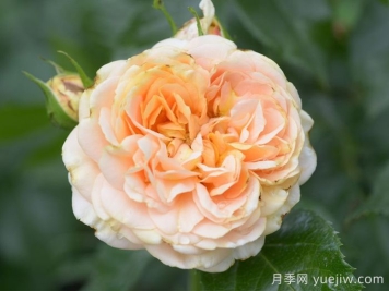 月季推薦，杏子雪崩月季