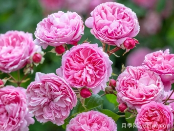 玫瑰花，愛情與時光交織的絢爛詩篇