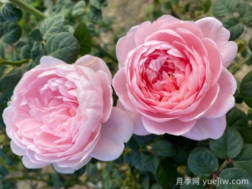 瑞典女王月季，集所有優(yōu)點于一身