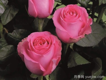 月季推薦，上海夫人月季