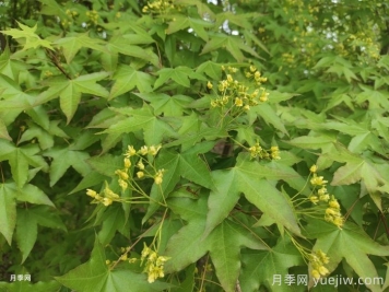 五角槭、茶條槭、梣葉槭、銀白槭、紅花槭的介紹