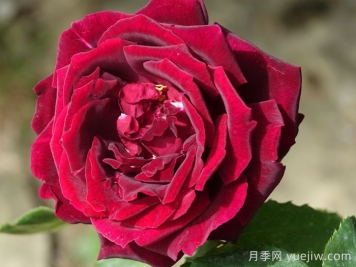 推薦21種濃香紅色月季品種，展示紅玫瑰的魅力
