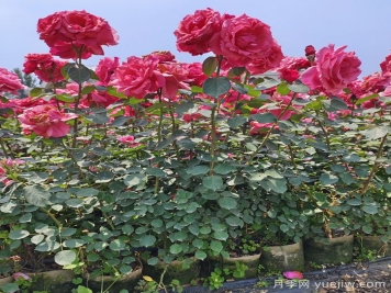 月季瘦弱徒長(zhǎng)沒分枝怎么辦？強(qiáng)壯枝條開花多的養(yǎng)護(hù)辦法
