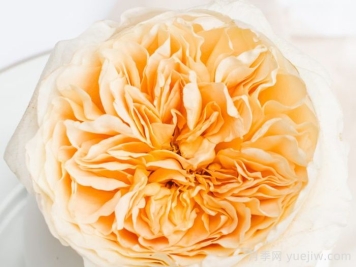 艾菲月季優(yōu)缺點(diǎn)，奧斯汀黃色切花，觀賞價(jià)值高